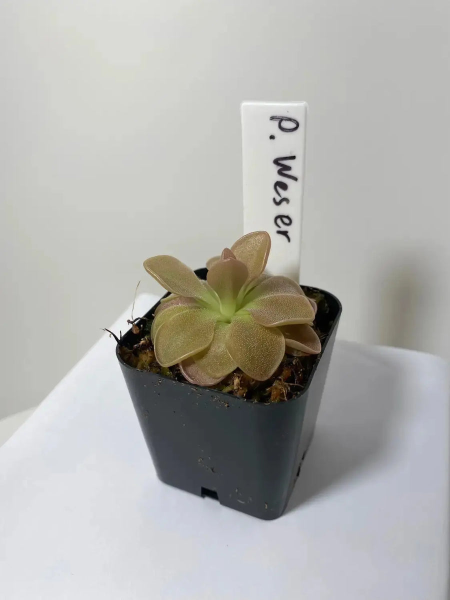 棘.PLANTS Pinguicula-gypsicola-x-sethos-