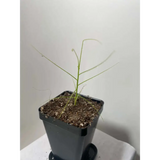 Byblis filifolia at Carnivorous Greenhouse