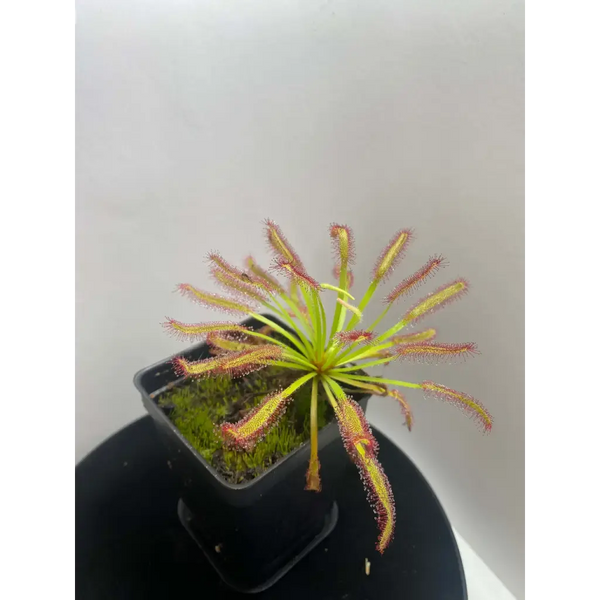 Drosera capensis 'Giant' at Carnivorous Greenhouse