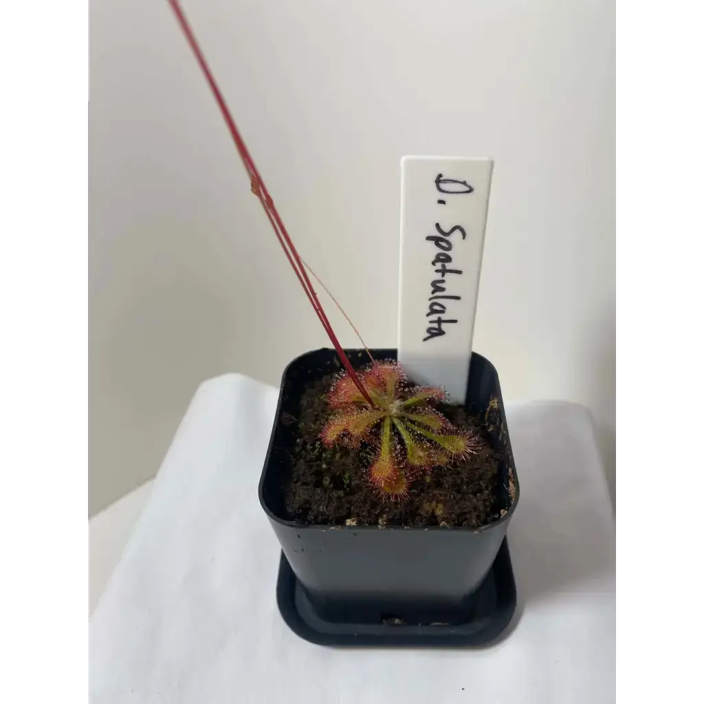 planting drosera seeds Drosera spatulata Seeds at Carnivorous Greenhouse