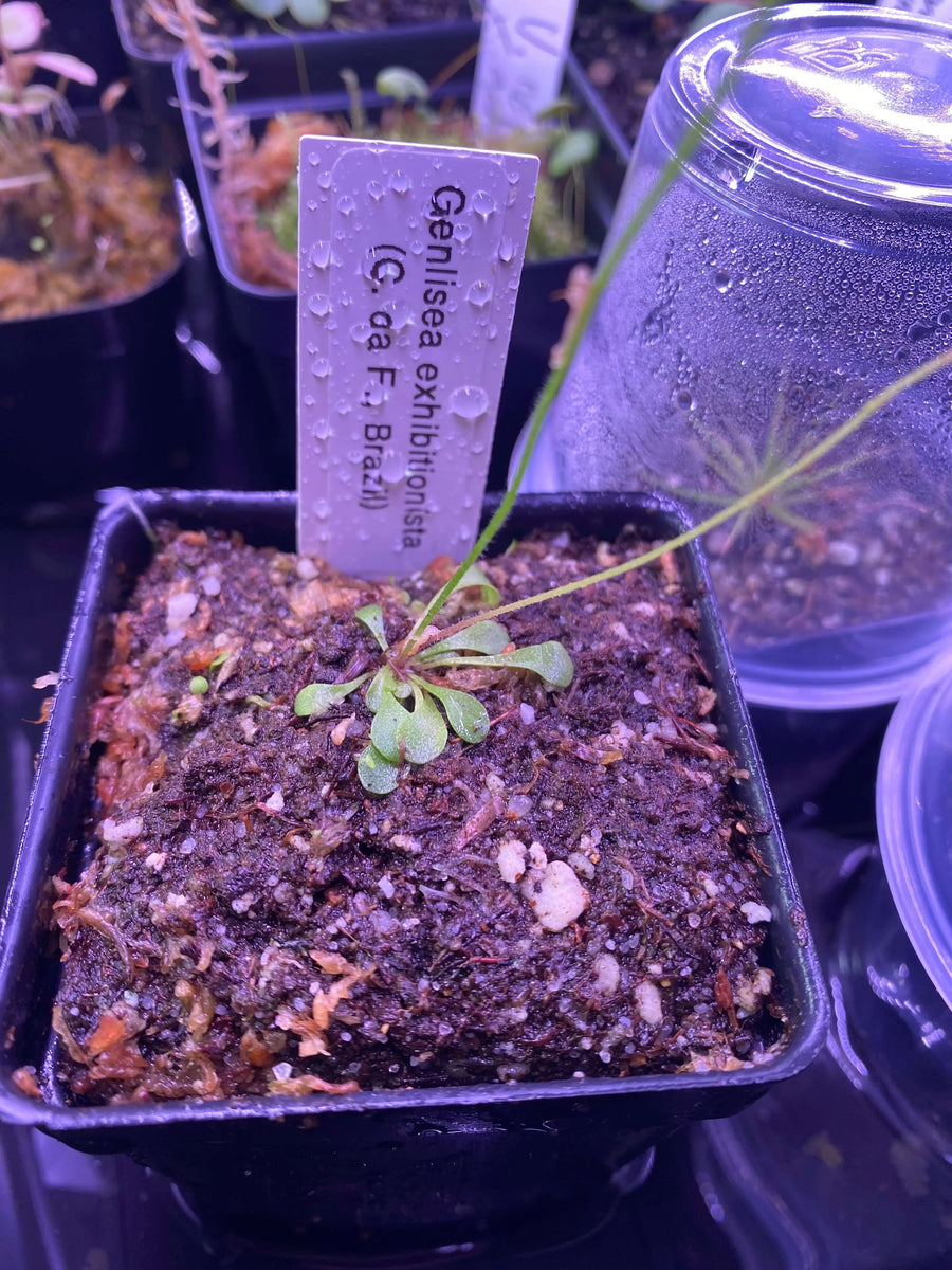 Genlisea-exhibitionista-at-