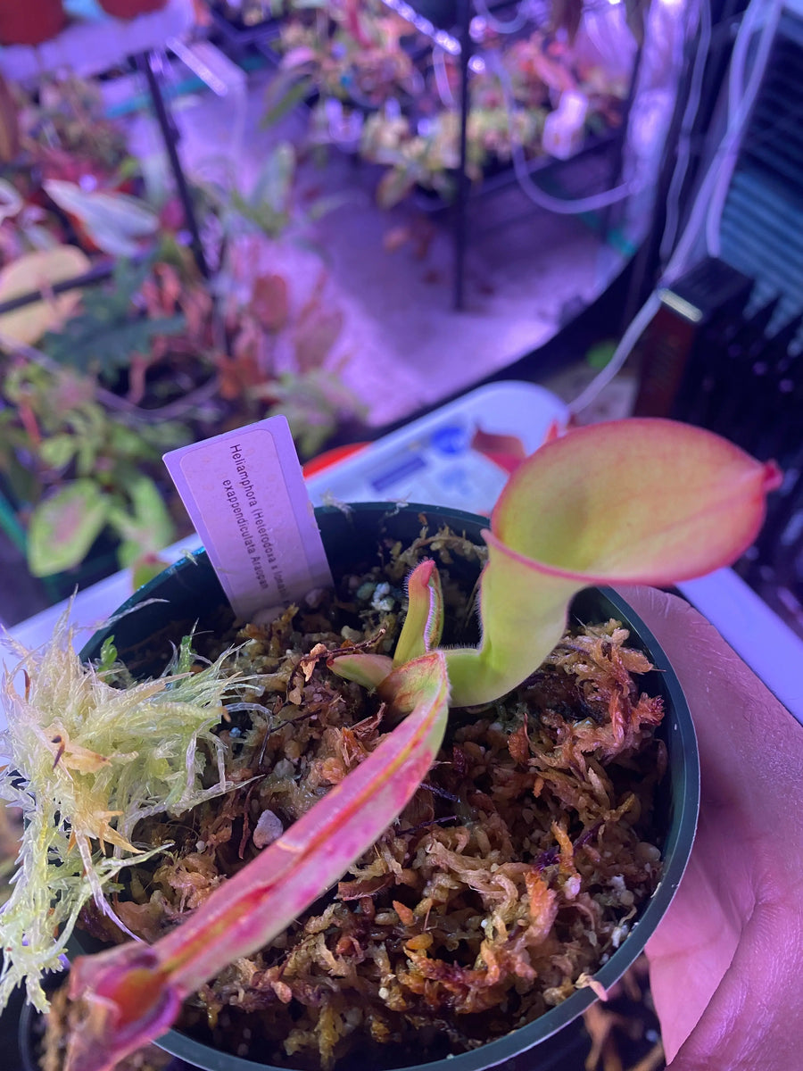 Heliamphora-_heterodoxa-x-