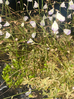 Utricularia livida at Carnivorous Greenhouse