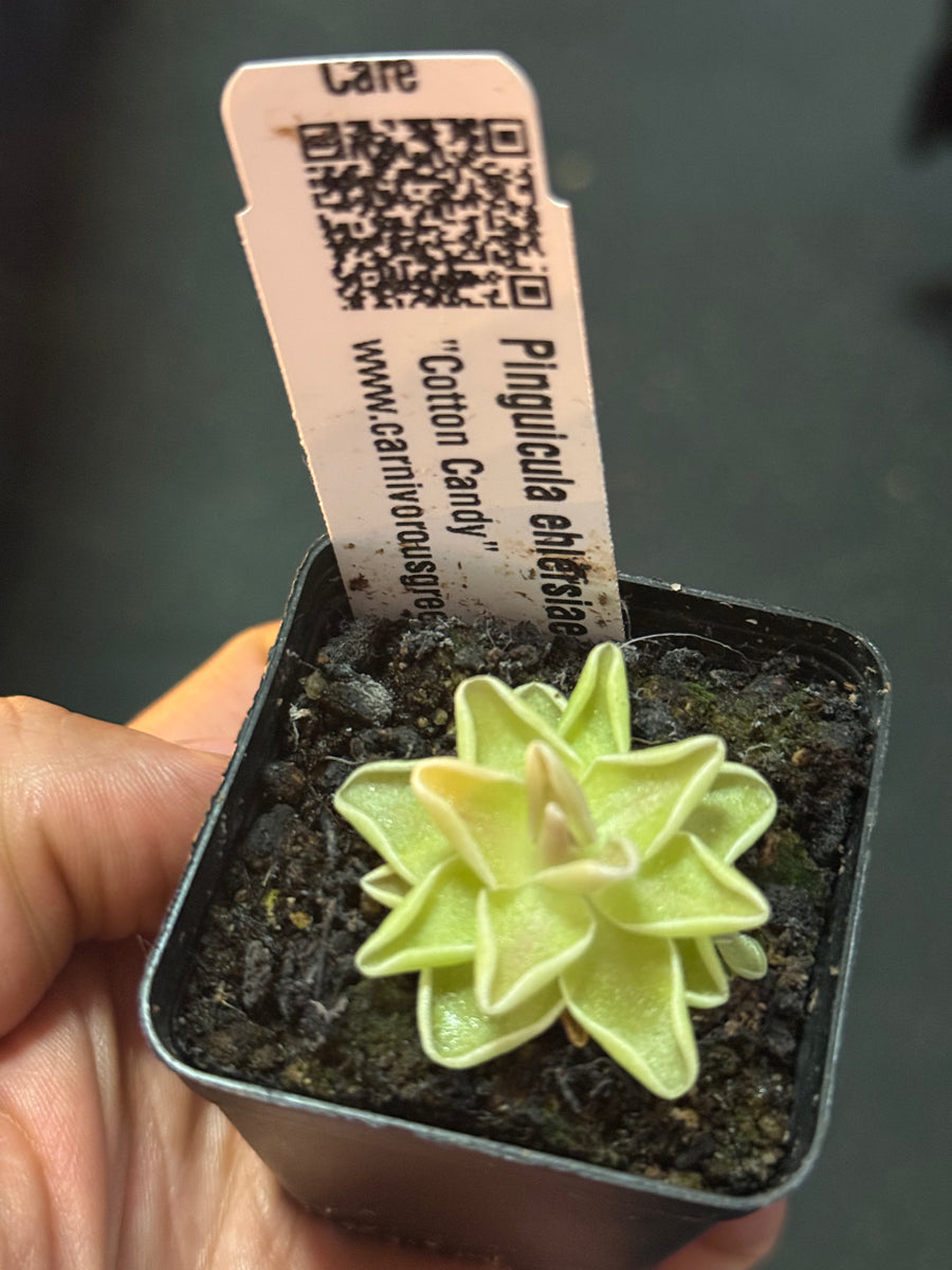 cotton candy succulent Pinguicula ehlersiae Cotton Candy