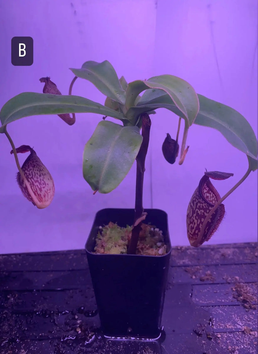 10x Nepenthes Talangensis Carnivorous Plant Seeds (Very Easy To Grow, Perennial)