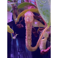 Nepenthes stenophylla at Carnivorous Greenhouse