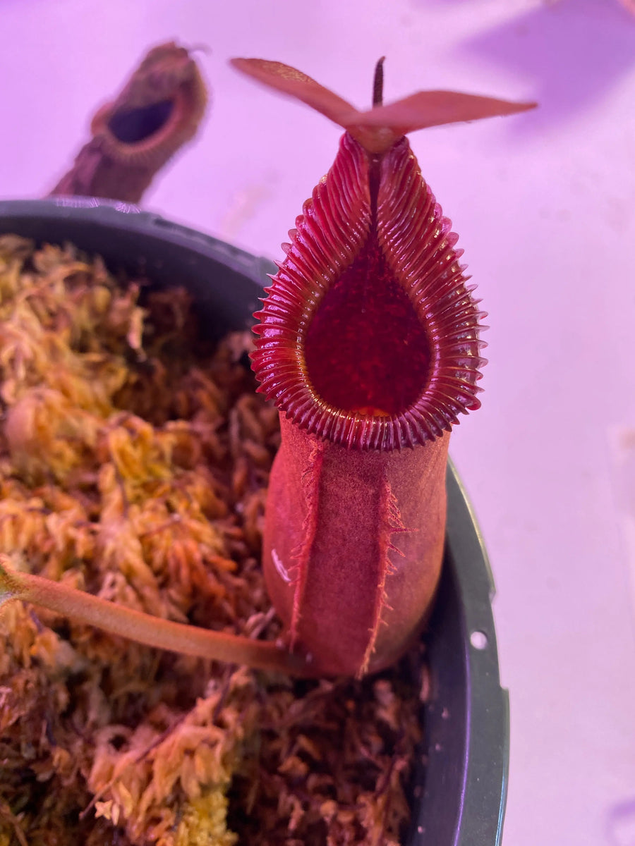 Nepenthes-truncata-x-