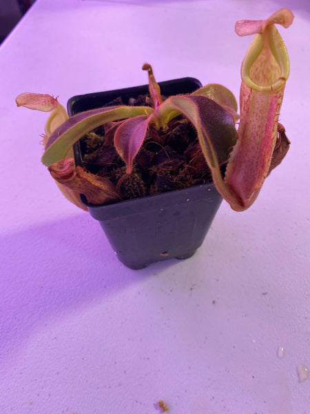 Nepenthes veitchii x maxima at Carnivorous Greenhouse