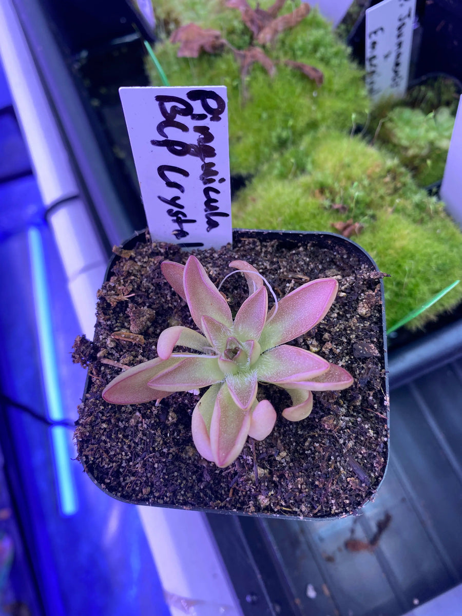 bcp plants Pinguicula 'BCP Crystal' at Carnivorous Greenhouse