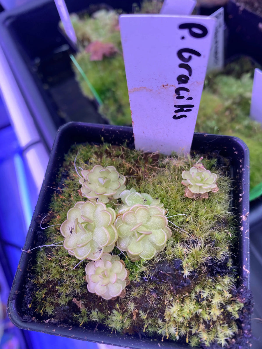 Pinguicula-gracilis-at-