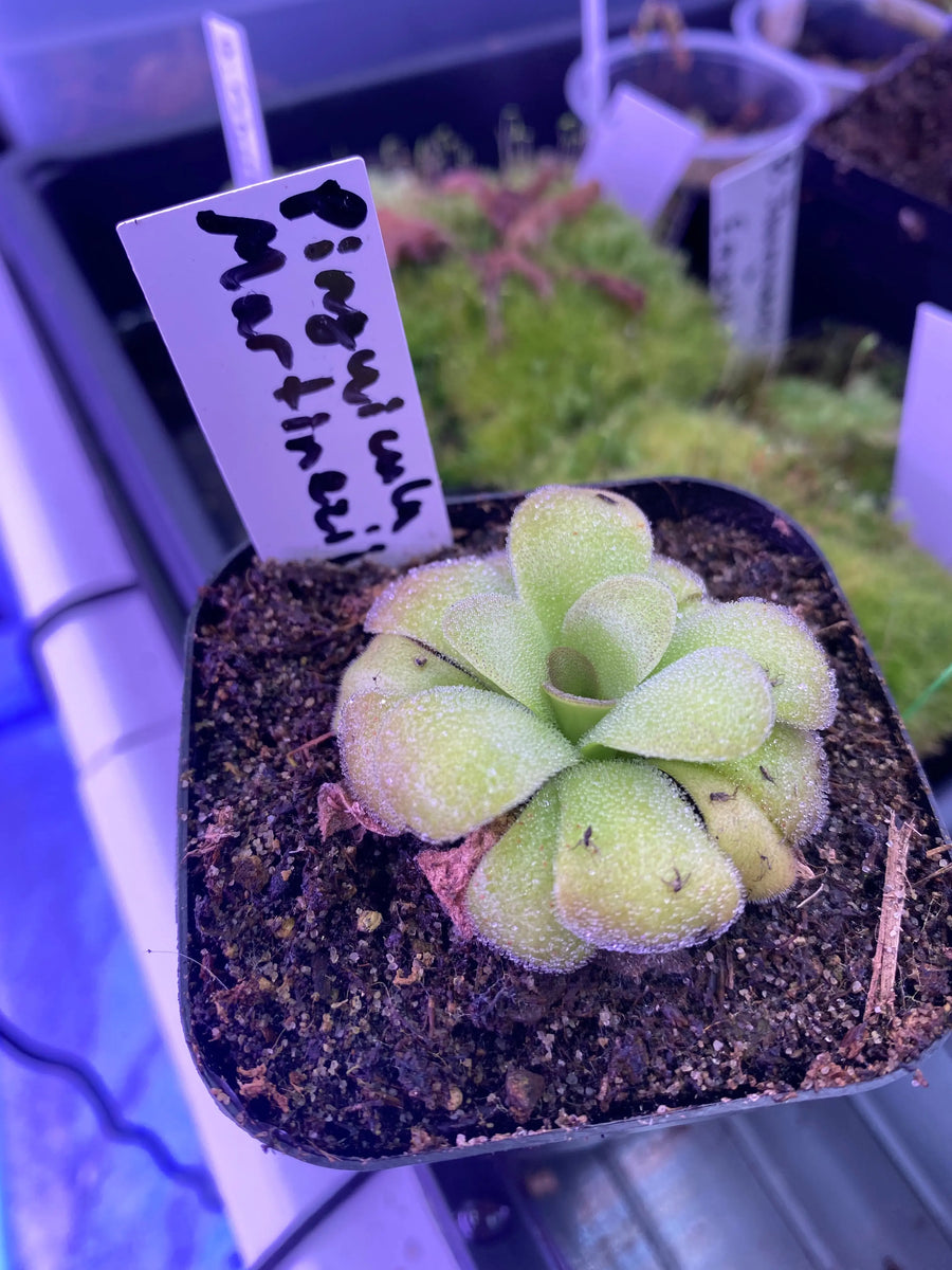 Pinguicula-martinezii-at-