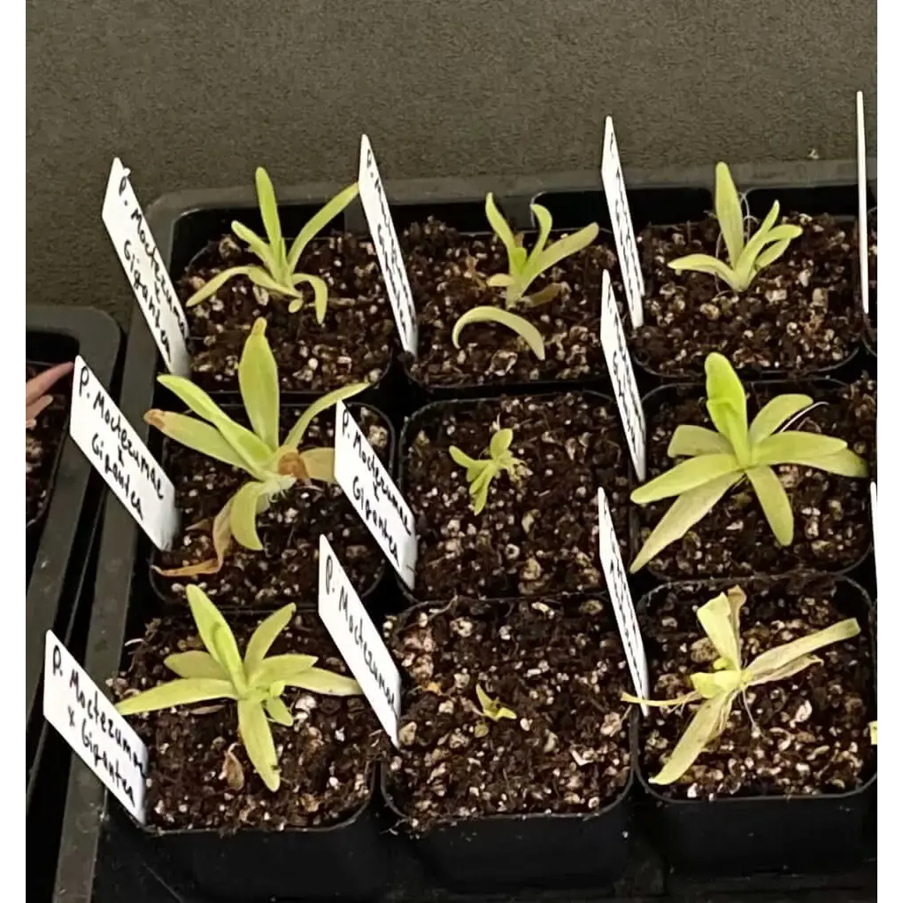 棘.PLANTS 棘.PLANTS Amazon.com : Outsidepride Polygonum Capitatum Pinkhead