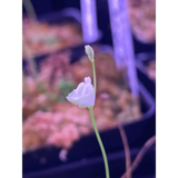 Utricularia livida at Carnivorous Greenhouse