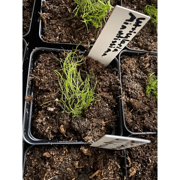 Utricularia minutissima at Carnivorous Greenhouse