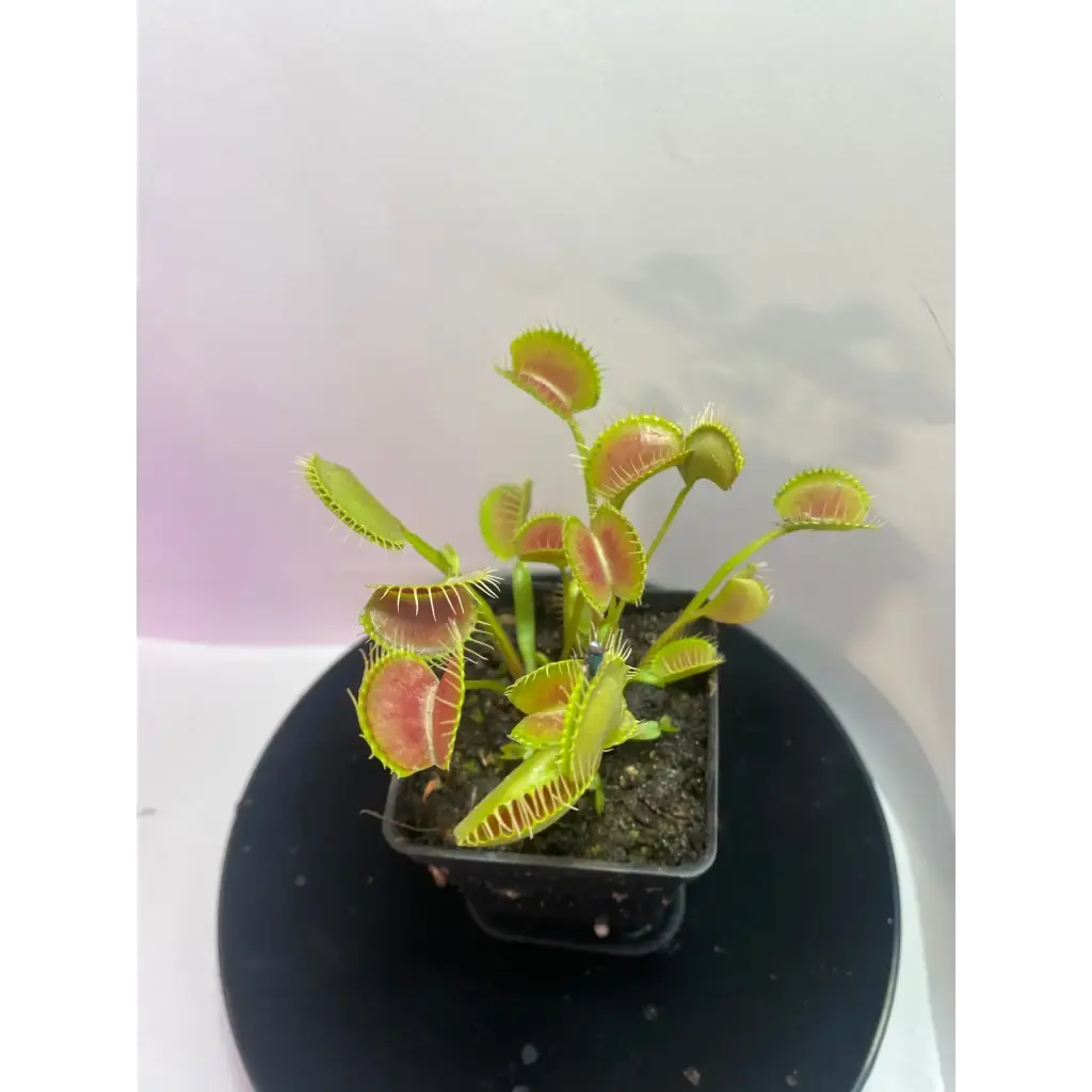 Dionaea muscipula ”Spider” CK・ハエトリソウ・スパイダー・食虫植物・観葉植物・熱帯植物・パルダリウム・山野草・ビバリウム
