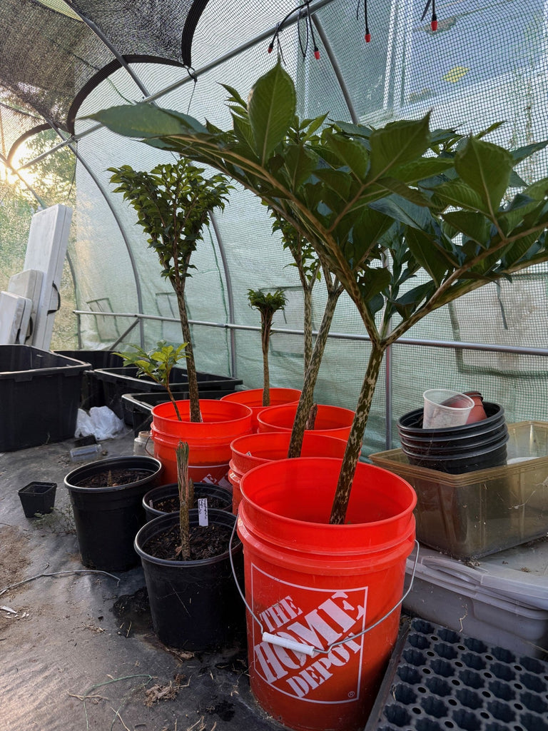 Amorphophallus (Voodoo Lily) Care