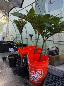 Amorphophallus (Voodoo Lily) Care