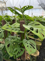 Monstera adansonii