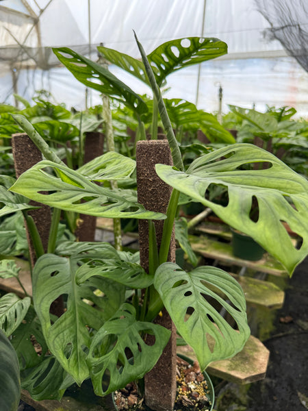 Monstera adansonii