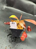 Assorted Nepenthes Group D