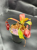 Assorted Nepenthes Group C