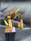 Assorted Nepenthes Group B