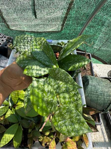Hoya pubicalyx 'Bright One'