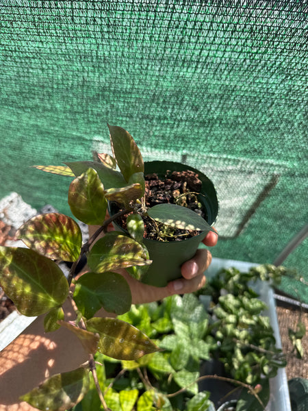 Hoya 'Sunrise'