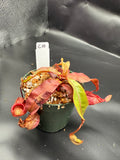 Assorted Nepenthes Group C