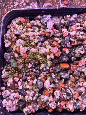 Pinguicula (butterwort) soil media mix