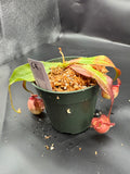 Assorted Nepenthes Group C