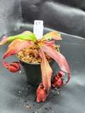 Assorted Nepenthes Group C