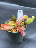 Assorted Nepenthes Group A