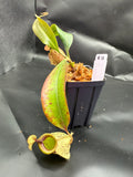 Assorted Nepenthes Group B