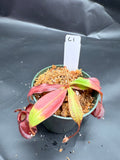 Assorted Nepenthes Group C
