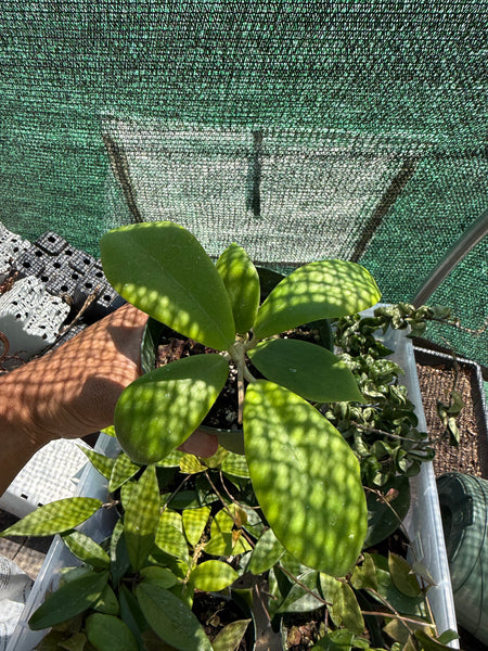 Hoya mindorensis 'Red'
