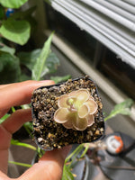 Pinguicula ehlersiae x mesophytica