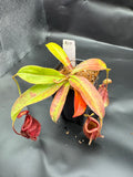 Assorted Nepenthes Group B