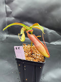Assorted Nepenthes Group B