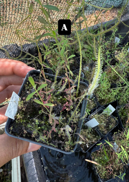 Temperate Drosera Community Pots