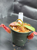 Assorted Nepenthes Group C