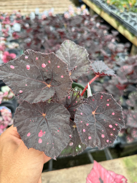 Rex Begonia Boston Cherries n Chocolate
