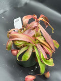 Assorted Nepenthes Group A