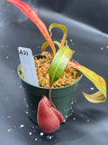 Assorted Nepenthes Group A