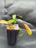 Assorted Nepenthes Group B