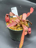 Assorted Nepenthes Group A