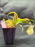 Assorted Nepenthes Group B
