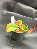 Assorted Nepenthes Group C