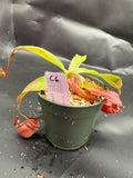Assorted Nepenthes Group C