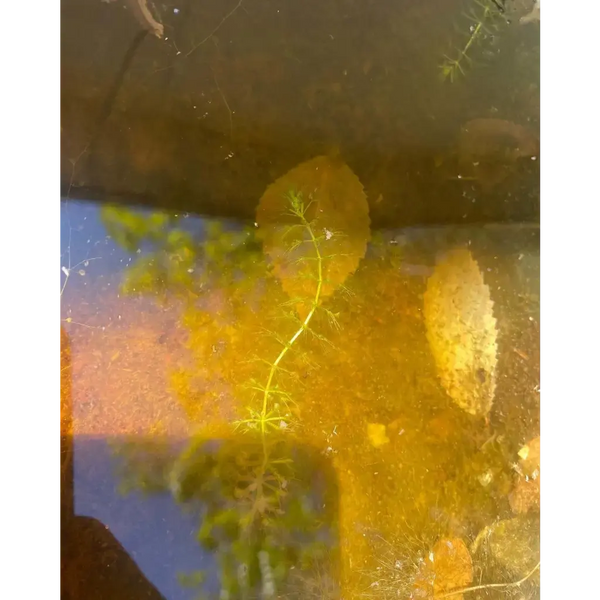 Aldrovanda vesiculosa (aquatic) at Carnivorous Greenhouse